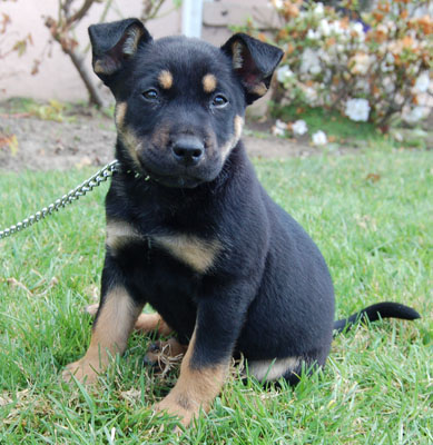 Tonka von Frankfurt sitting